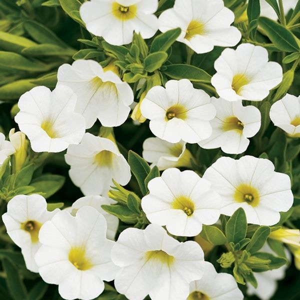 White Superbells Calibrachoa