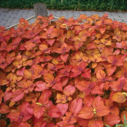 Coleus Sedona