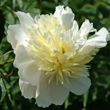 Primevere Peony