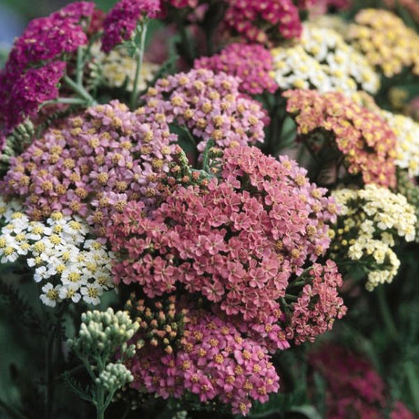 Summer Pastel Yarrow