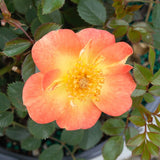 Oso Easy&reg; Paprika Rose