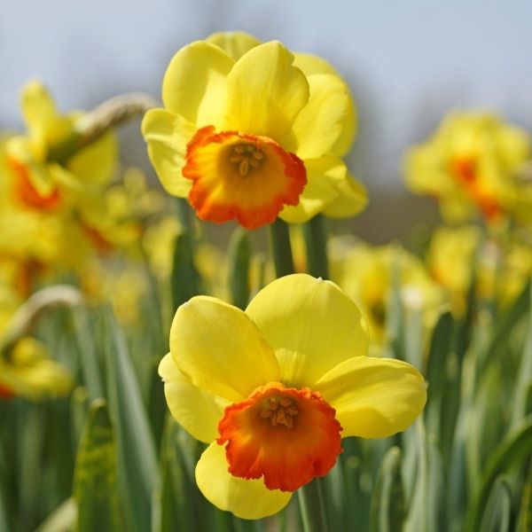 Bantam Daffodil