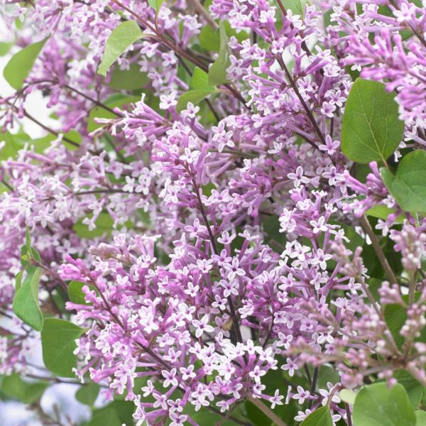 Flowerfesta&reg; Purple Dwarf Lilac