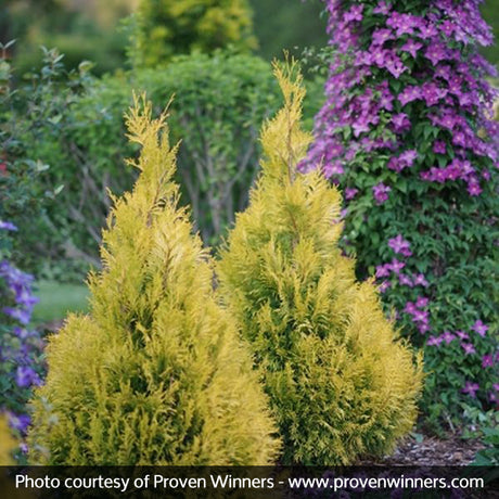 Fluffy? Western Arborvitae