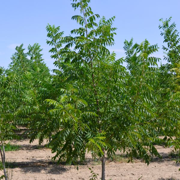 Hardy Pecan Tree