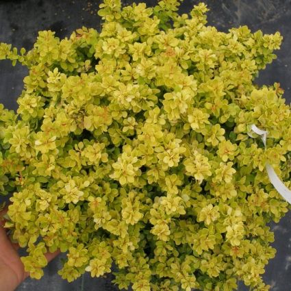 Bonanza Gold Barberry