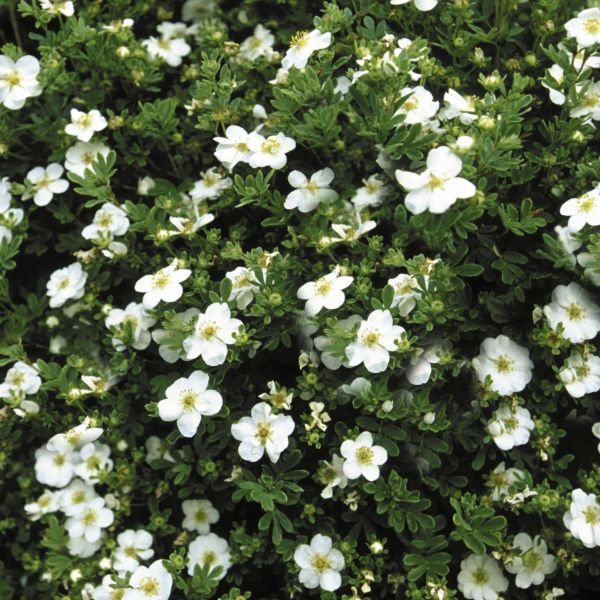 Abbotswood Potentilla