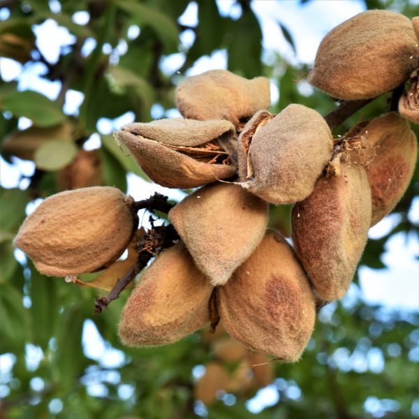 All-in-One Almond