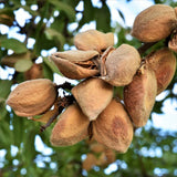 All-in-One Almond