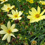 Moonbeam Coreopsis