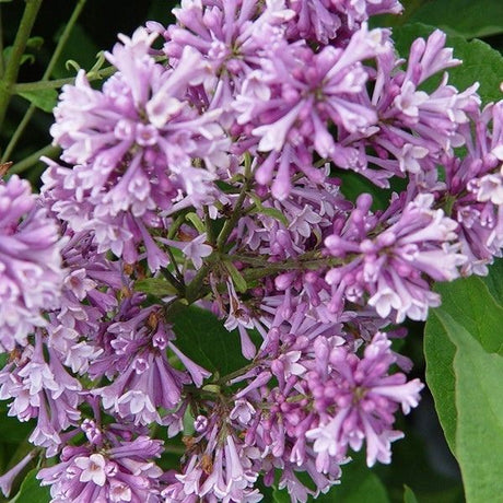 Royalty Lilac