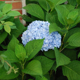 Nantucket Blue Hydrangea