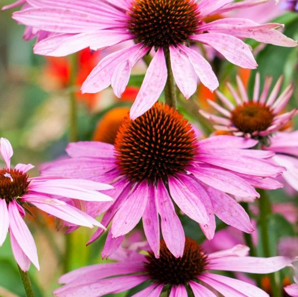 Summer Pollinator Pocket Garden