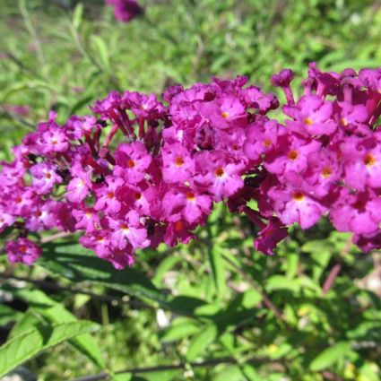 Pink Delight Butterfly Bush