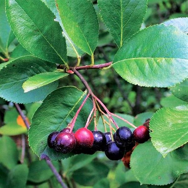 Glossy Black Chokeberry