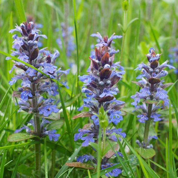 Dixie Chip Ajuga