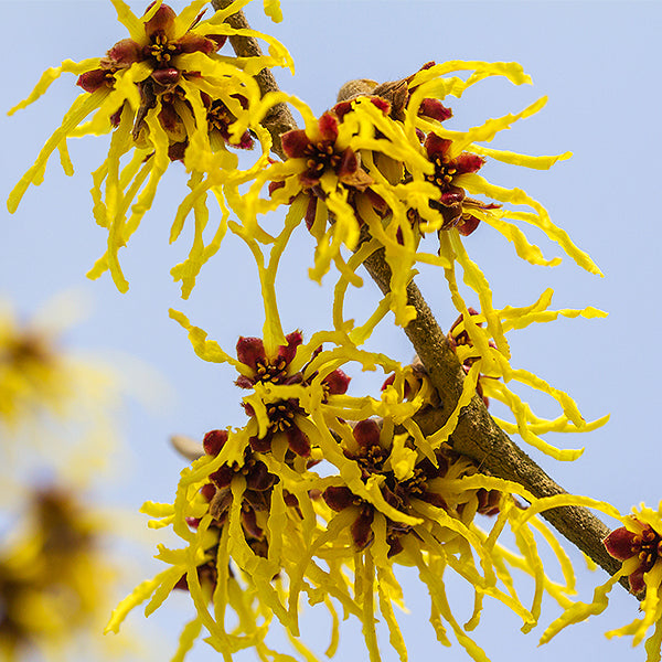 Little Prospect Witch Hazel