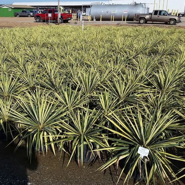 Color Guard Yucca | Buy at NatureHills.com