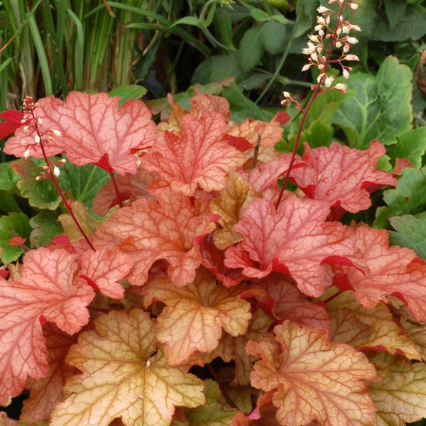 Paprika Coral Bells