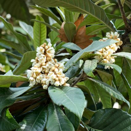 Big Jim Loquat Tree