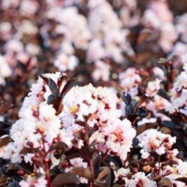 Black Diamond&reg; Blush&trade; Crape Myrtle