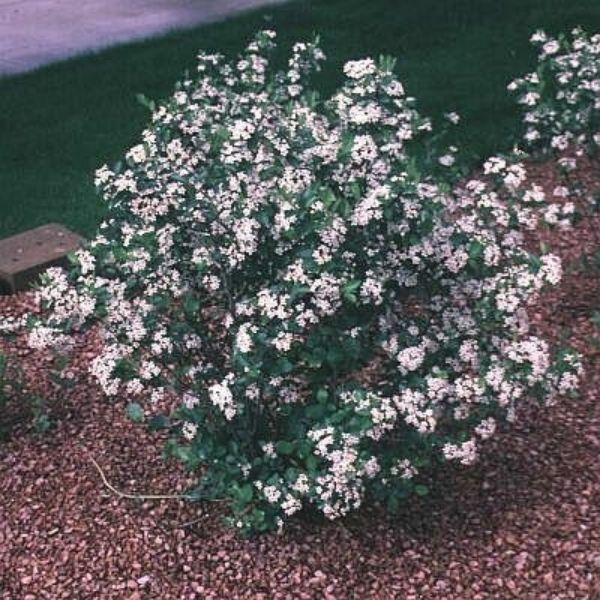 Red Chokeberry Bush