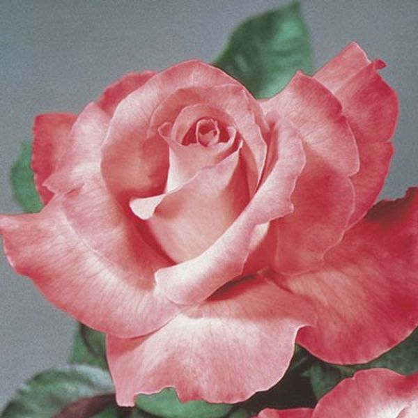 Touch of Class&trade; Hybrid Tea Rose