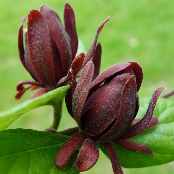 Sweetshrub