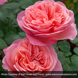 Sweet Mademoiselle&trade; Hybrid Tea Rose