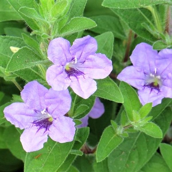 Wild Petunia