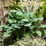 Krossa Regal Hosta