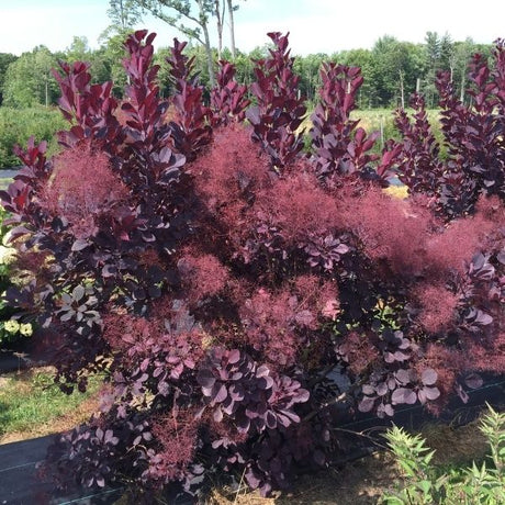 Winecraft Black&reg; Smokebush