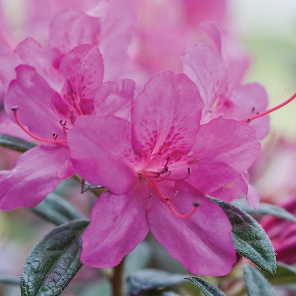 Encore&reg; Autumn Amethyst&reg; Azalea