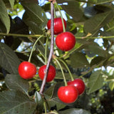 English Morello Cherry Tree