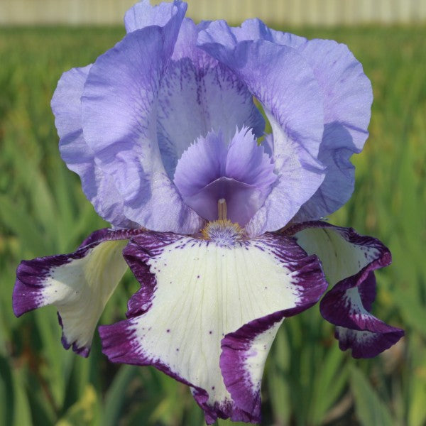 On Edge Tall Bearded Iris