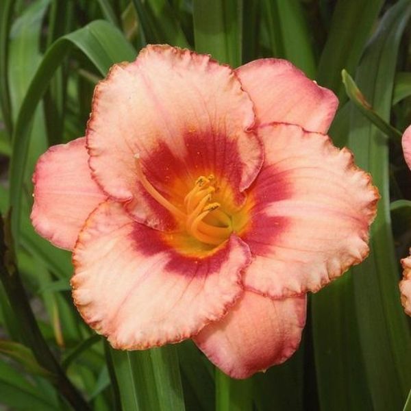 Strawberry Candy Daylily