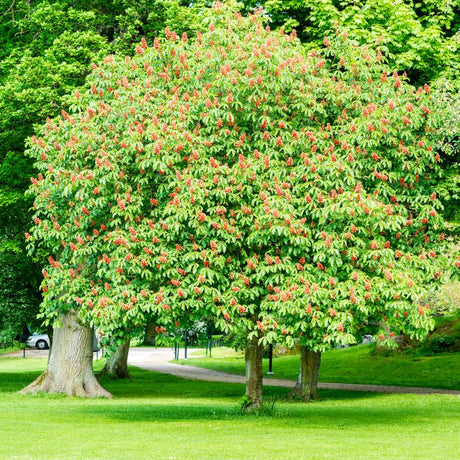 Red Buckeye