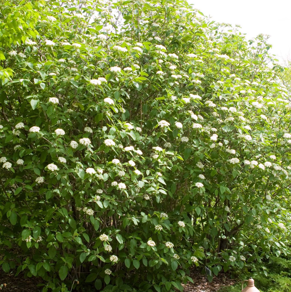 Mohican Viburnum