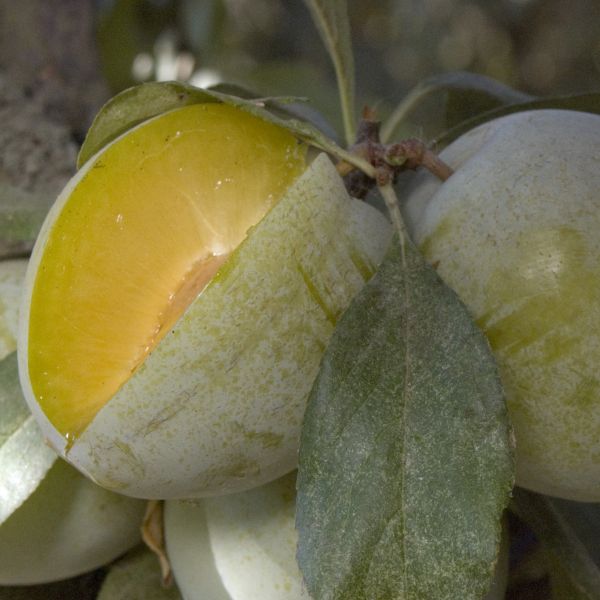 Emerald Beaut Plum Tree