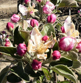 Dorsett Golden Apple Tree