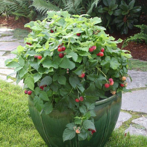 Bushel and Berry&reg; Raspberry Shortcake Bush