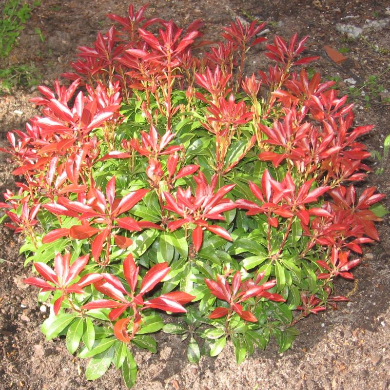 Mountain Snow&trade; Pieris