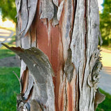 Bald Cypress Tree