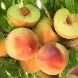 Polly White Peach Tree