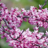 Audubon&reg; Native Eastern Redbud