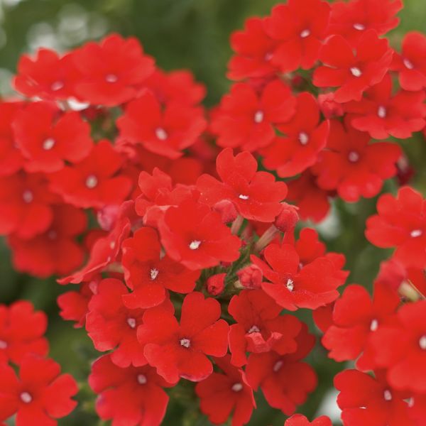 Tukana Scarlet Verbena