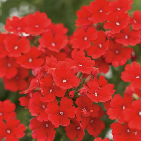 Tukana Scarlet Verbena