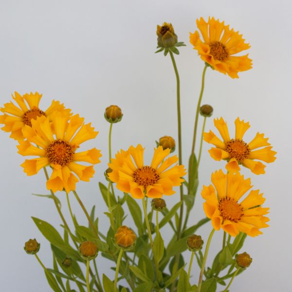 Jethro Tull Coreopsis