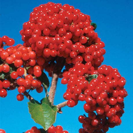 Cardinal Candy&reg; Viburnum