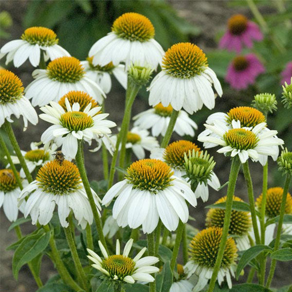 PowWow&reg; White Coneflower